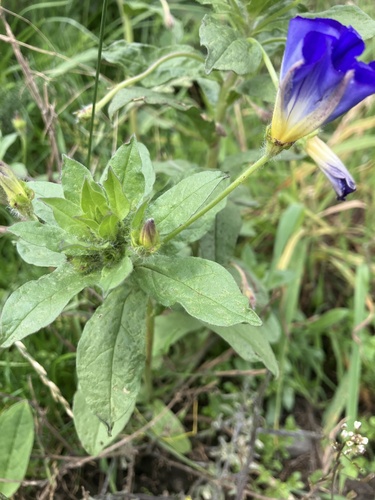 Dwarf morning-glory (Convolvulus tricolor)