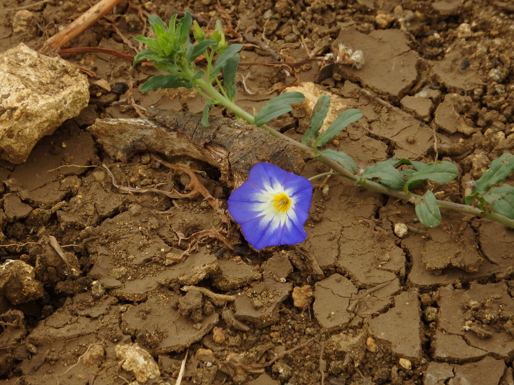 Dwarf morning-glory (Convolvulus tricolor)