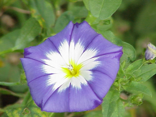 Dwarf morning-glory: Species : Concolvulus tricolor Family : Convolvulaceae Image No. 1