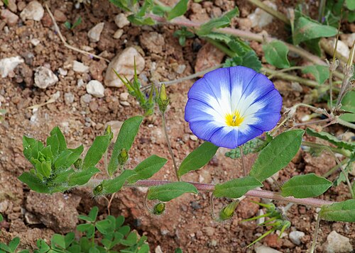 Dwarf morning-glory: A Dwarf Convolvulus