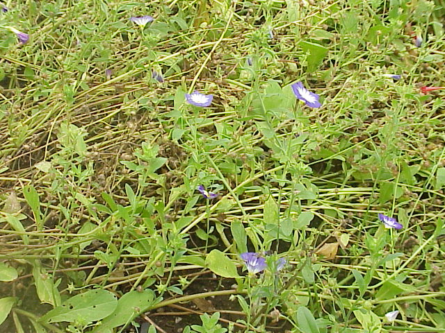 Dwarf morning-glory: Species : Convolvulaceae tricolor Family : Convolvulaceae Image No. 1