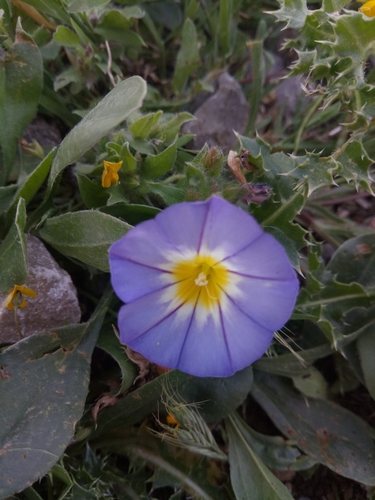 Dwarf morning-glory (Convolvulus tricolor)