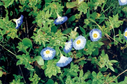 Dwarf morning-glory (Convolvulus tricolor)