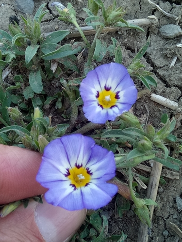 Dwarf morning-glory (Convolvulus tricolor)