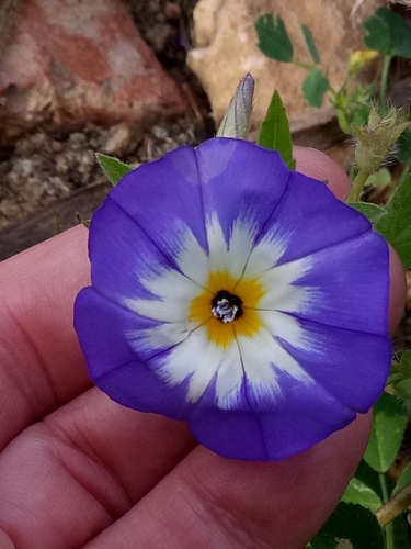 Dwarf morning-glory (Convolvulus tricolor)