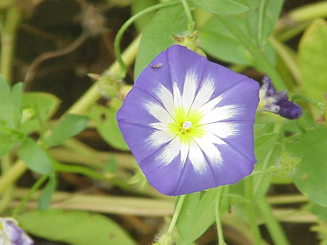 Dwarf morning-glory: Species : Convolvula tricolor Family : Convolvulaceae Image No. 1