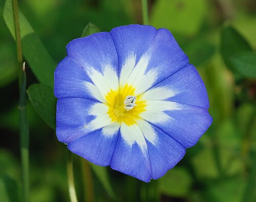 Dwarf morning-glory: A Dwarf Morning Glory