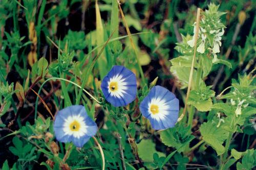 Dwarf morning-glory (Convolvulus tricolor)