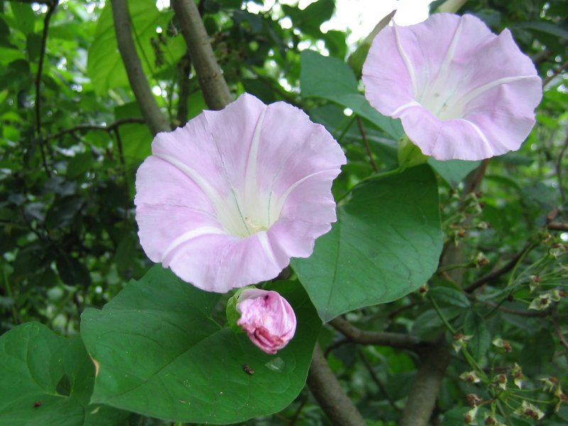 Hairy bindweed: Schöne Zaunwinde