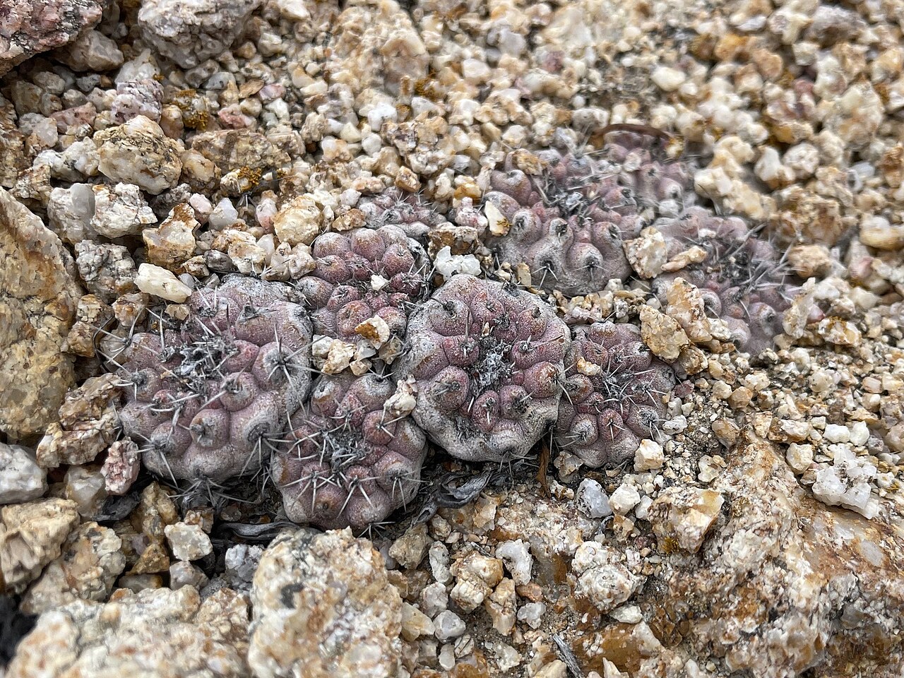 Copiapoa angustiflora: Copiapoa angustiflora in Chile