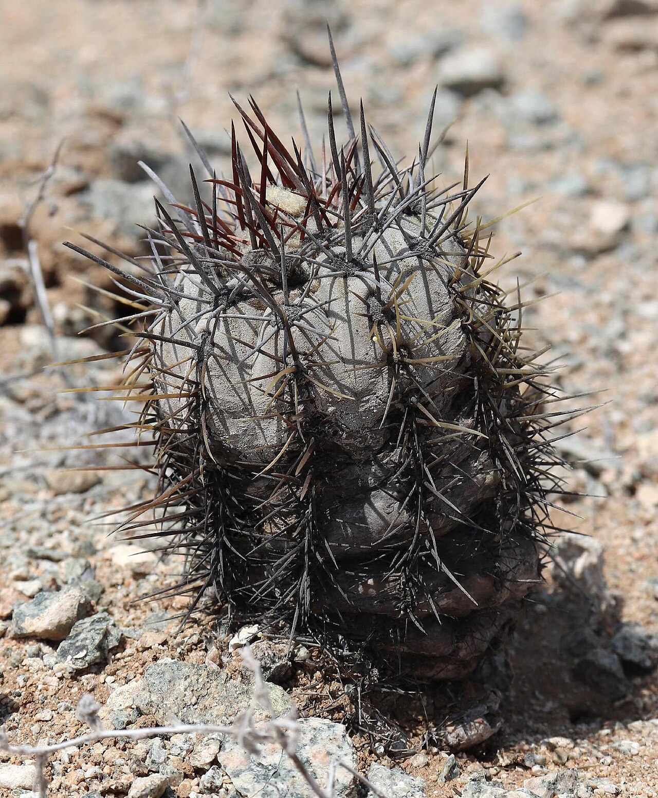 Copiapoa atacamensis: Copiapoa atacamensis am Naturstandort