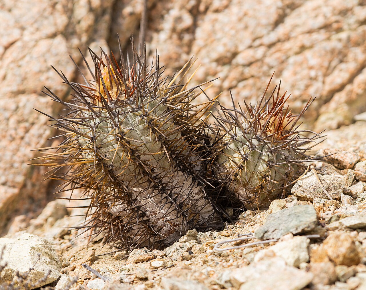 Copiapoa atacamensis: Copiapoa atacamensis in Chile