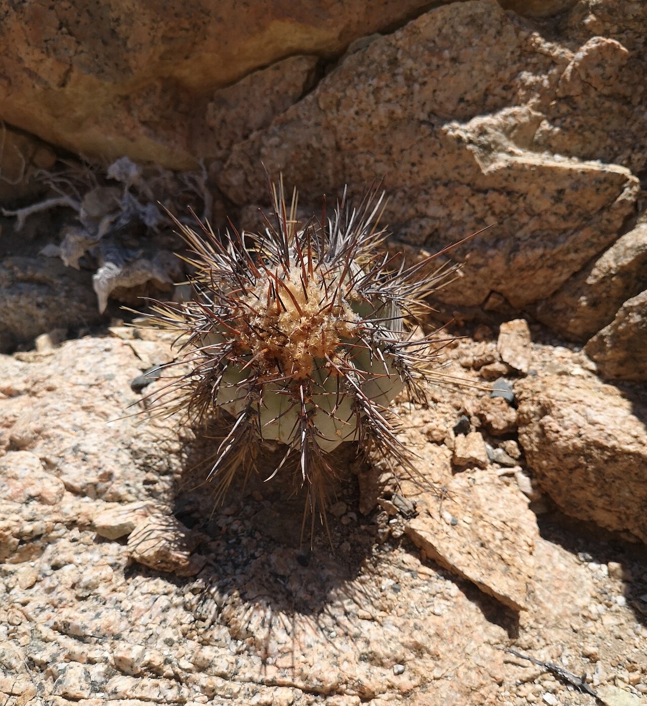 Copiapoa atacamensis: Copiapoa atacamensis in Chile