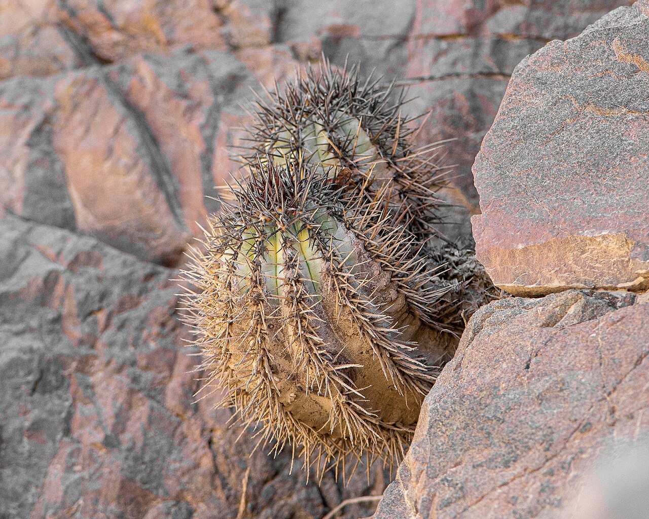 Copiapoa atacamensis: Copiapoa atacamensis in Chile