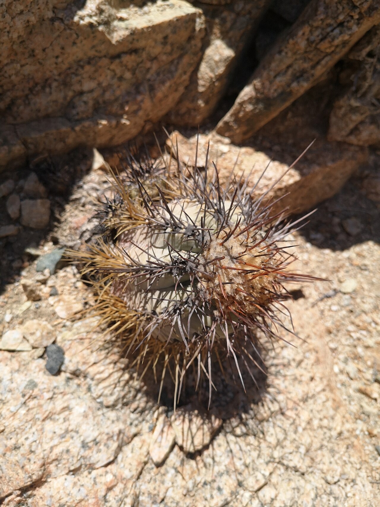 Copiapoa atacamensis: Copiapoa atacamensis in Chile
