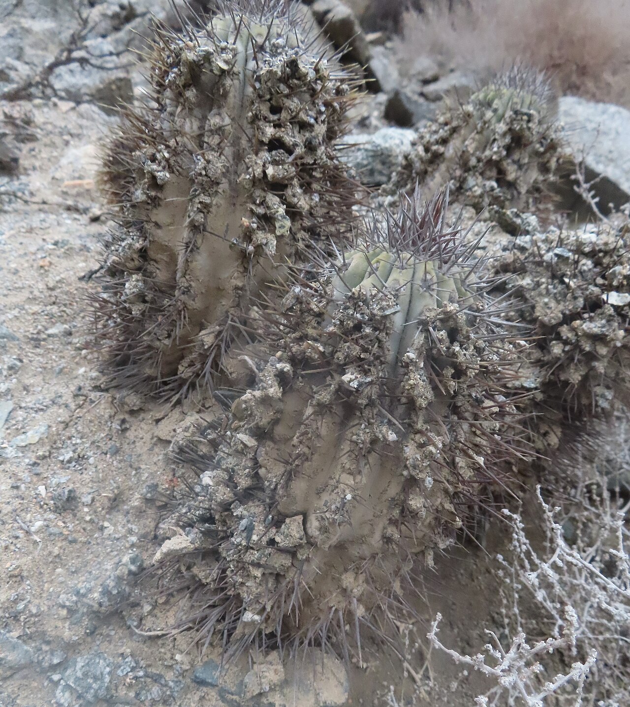 Copiapoa atacamensis: Copiapoa atacamensis in Chile