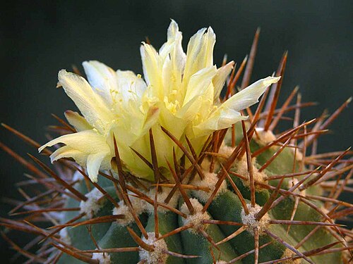 Copiapoa atacamensis: Copiapoa atacamensis