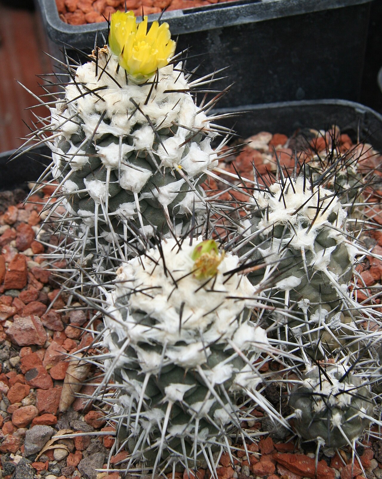 Copiapoa australis: Copiapoa humilis subsp. australis