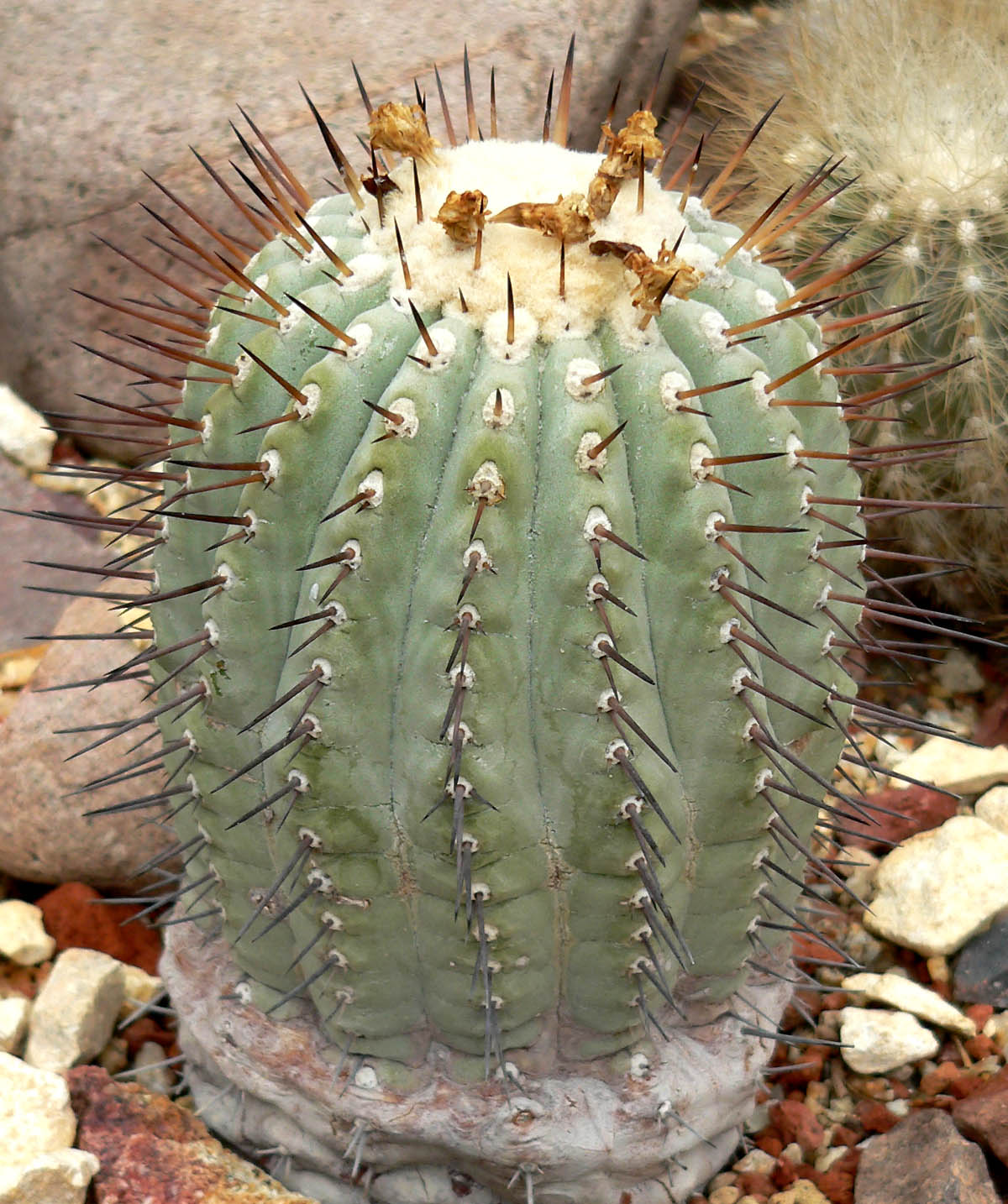 Copiapoa cinerea: Photo of Copiapoa cinerea at the University of California Botanical Garden