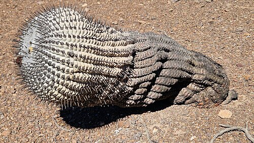 Copiapoa cinerea: Copiapoa cinerea cinerea in Chile