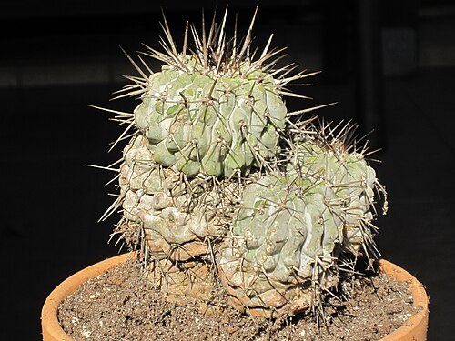 Copiapoa cinerea: Cpoiapoa cinerea in vaso
