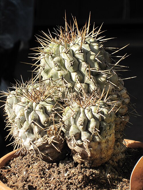 Copiapoa cinerea: Una vecchia pianta di copiapoa cinerea