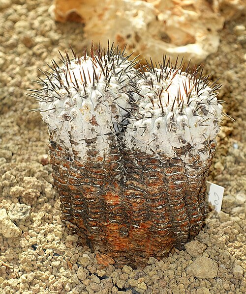 Copiapoa cinerea: Botanical specimen in the Orto botanico - Rome, Italy.