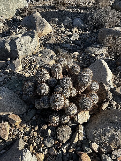 Copiapoa cinerea: Copiapoa cinerea in Chile