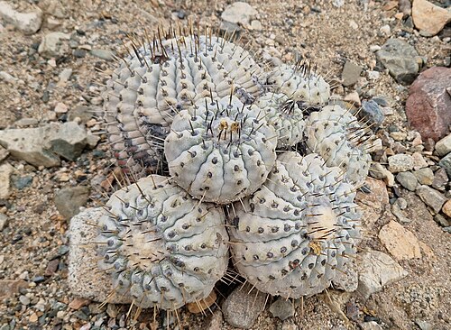 Copiapoa cinerea: Copiapoa cinerea in Chile