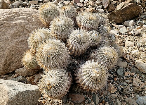 Copiapoa cinerea: Copiapoa cinerea in Chile