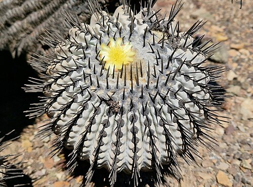 Copiapoa cinerea: Copiapoa cinerea cinerea in Chile