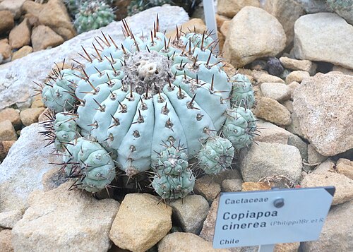 Copiapoa cinerea: Botanical specimen in the Botanischer Garten, Dresden, Germany.