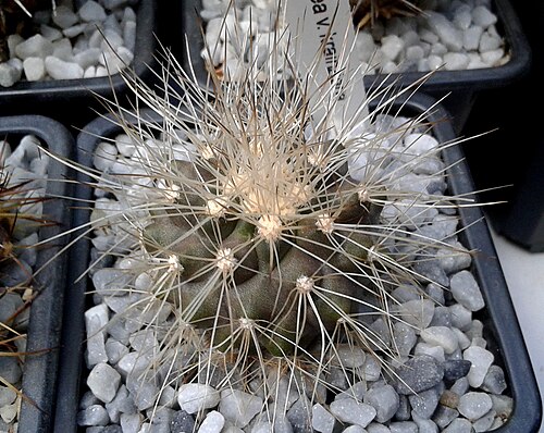 Copiapoa cinerea: Copiapoa cinerea o Echinocactus cinereus.