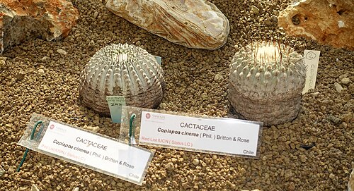 Copiapoa cinerea: Botanical specimen in the Orto botanico - Rome, Italy.