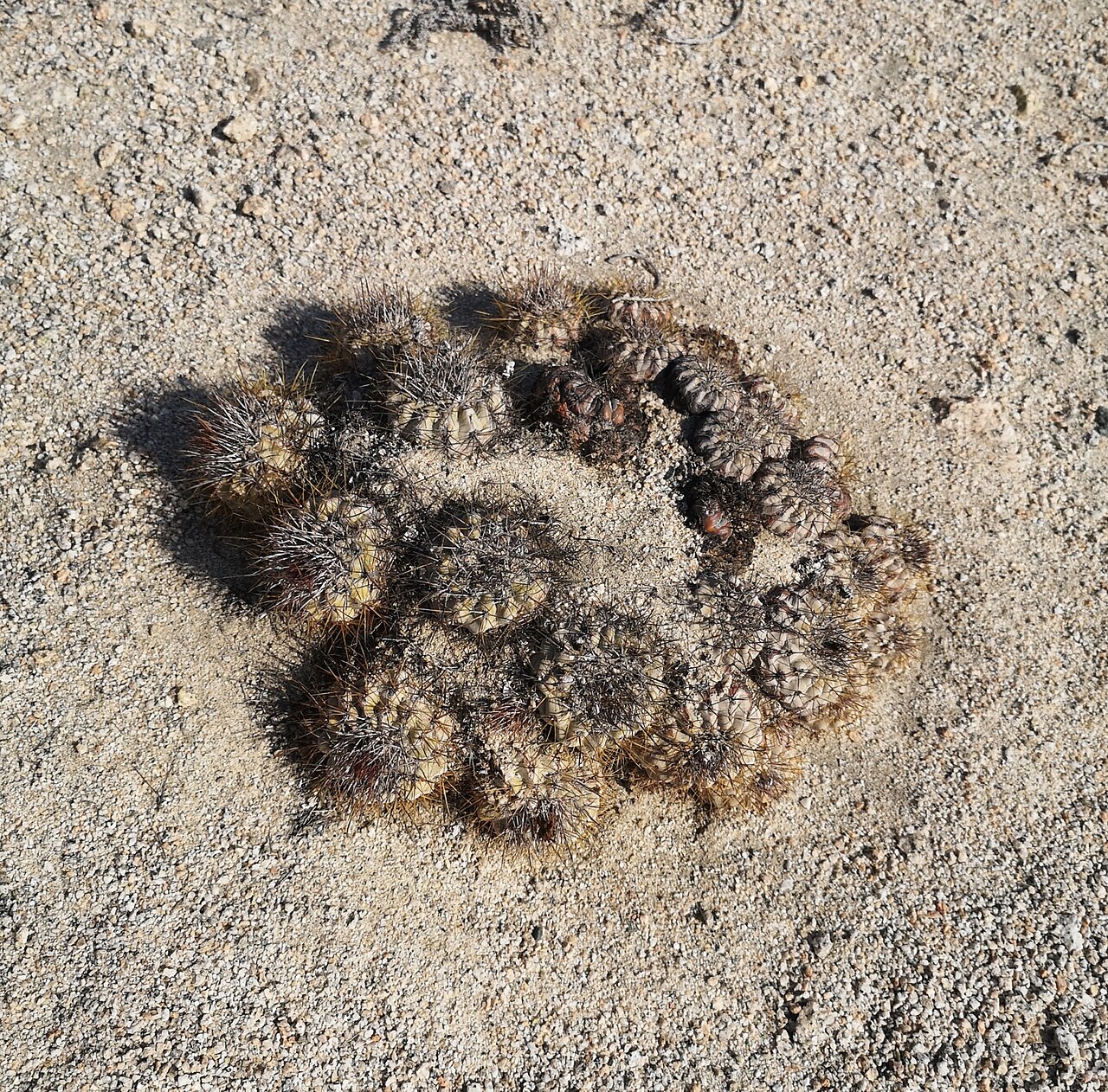 Cactus: Copiapoa ahremephiana, 2019-10-11 (iNaturalist).
