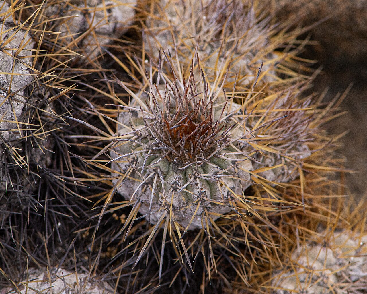 Cactus: Copiapoa ahremephiana in Chile