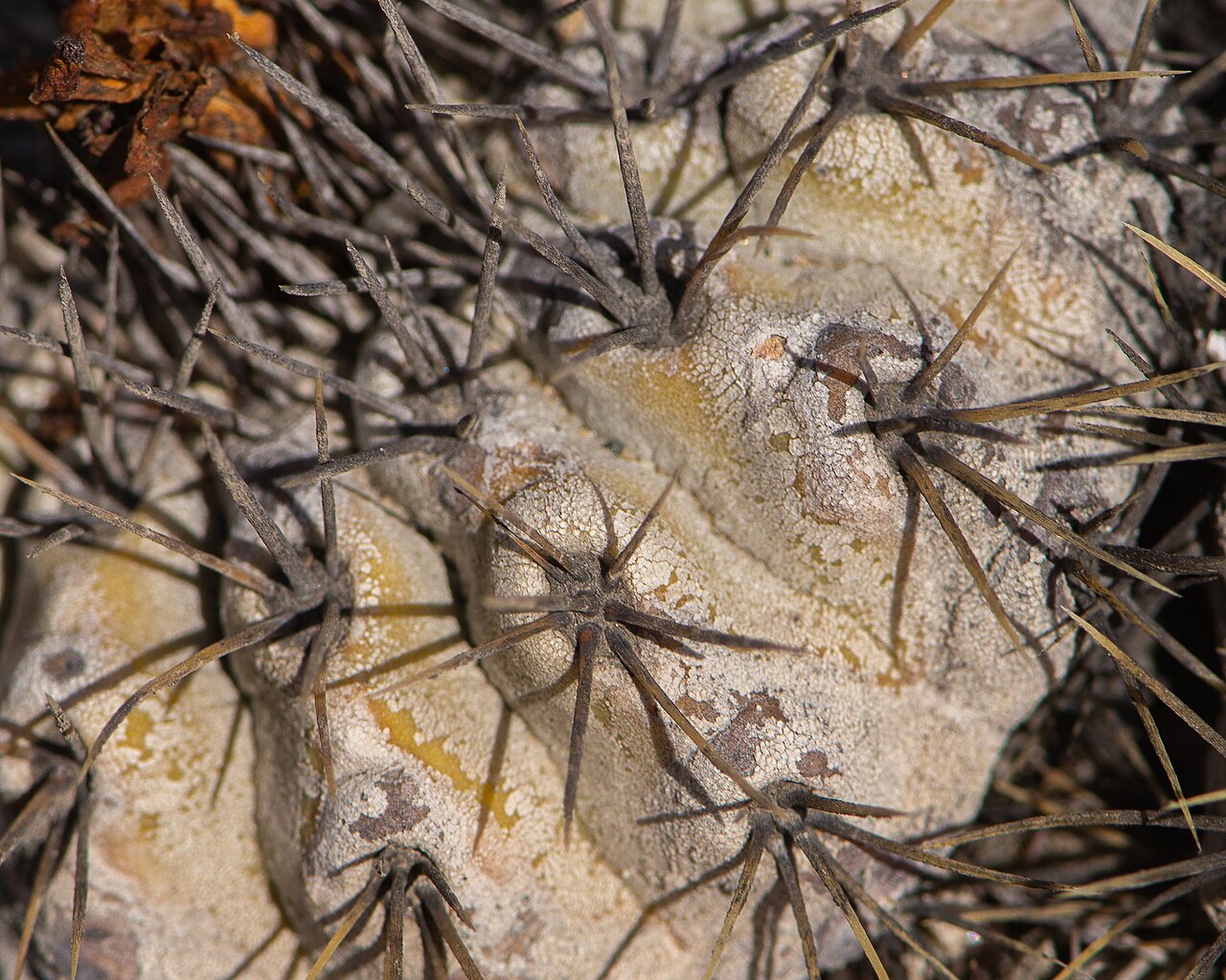Cactus: Copiapoa ahremephiana in Chile