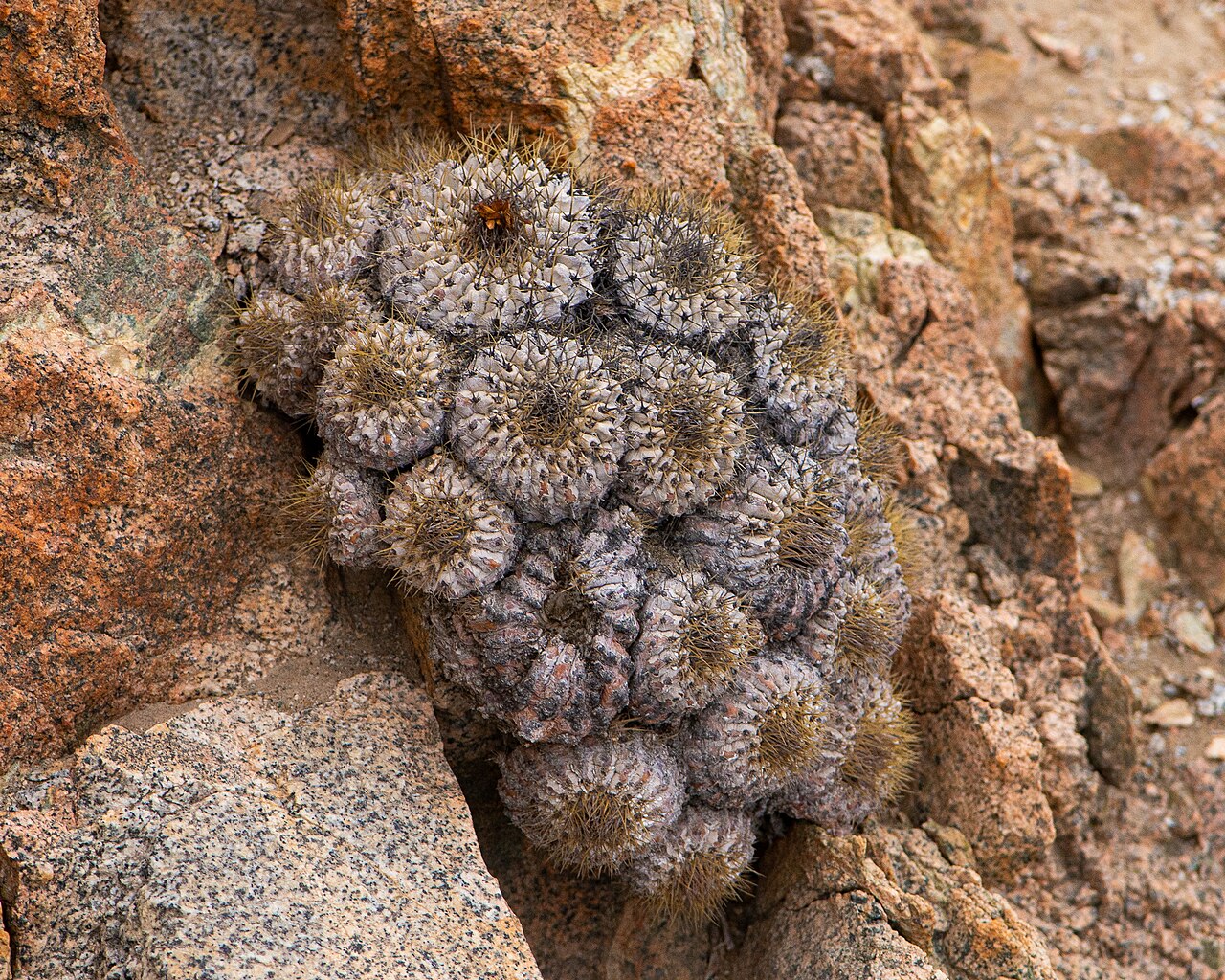Cactus: Copiapoa ahremephiana in Chile