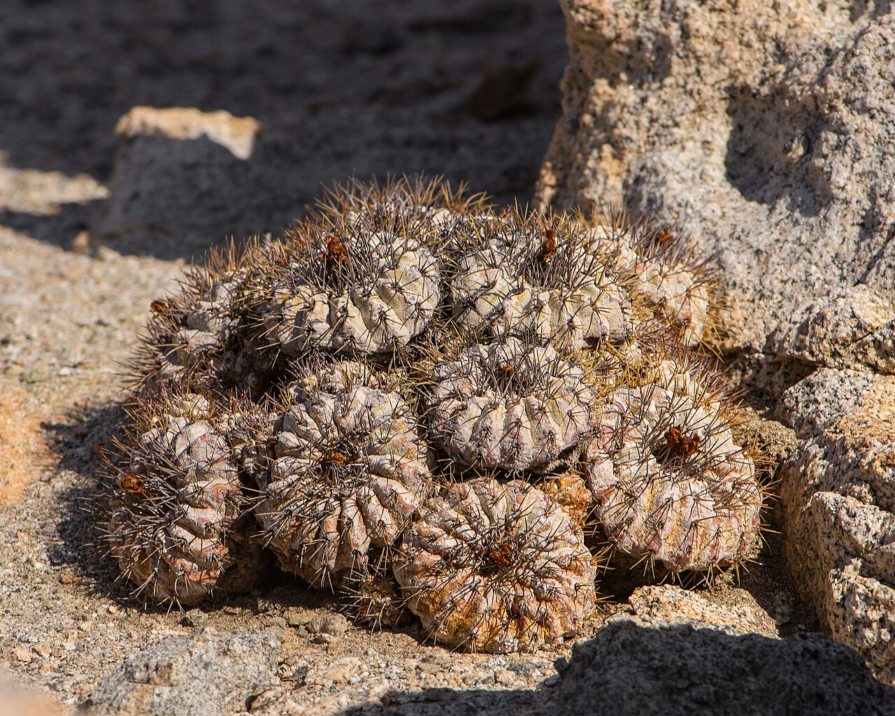 Cactus: Copiapoa ahremephiana in Chile