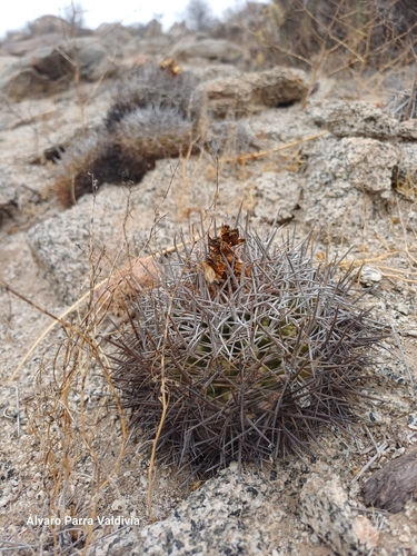 Copiapoa coquimbana (Copiapoa coquimbana)