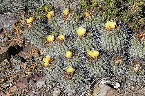 Copiapoa coquimbana: Endémica de la región de Coquimbo, género endémico de Chile Enviado desde Correo para Windows 10