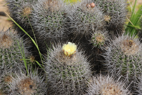 Copiapoa coquimbana (Copiapoa coquimbana)