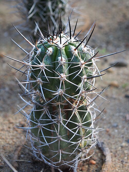 Copiapoa coquimbana: Copiapoa coquimbana cultivated in Wrocław University Botanical Garden, Wrocław, Poland.