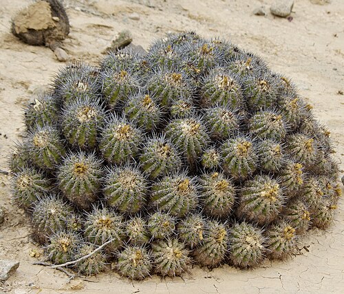 Copiapoa coquimbana: Copiapoa coquimbana in Chile