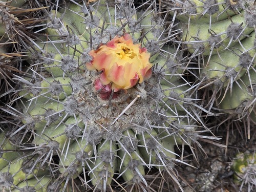 Copiapoa coquimbana (Copiapoa coquimbana)