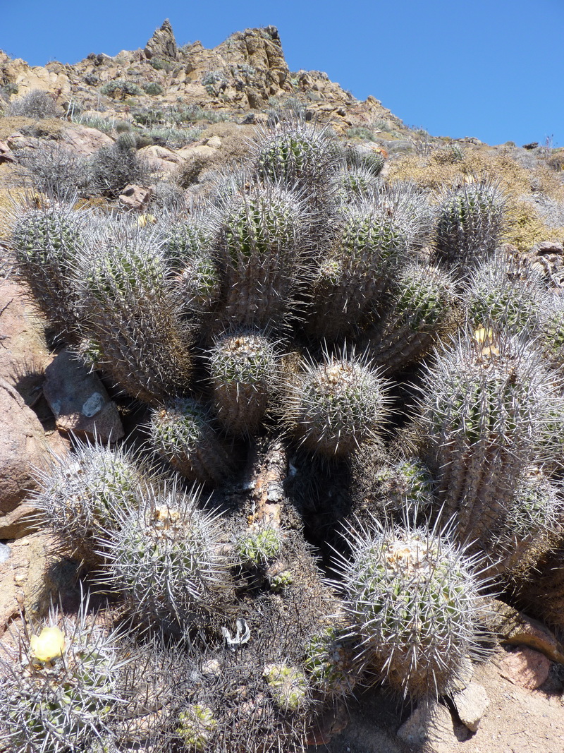 Copiapoa coquimbana: Copiapoa coquimbensis_3