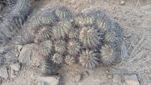Copiapoa coquimbana (Copiapoa coquimbana)