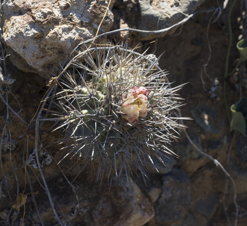 Copiapoa coquimbana (Copiapoa coquimbana)