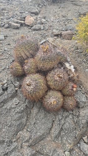 Copiapoa coquimbana (Copiapoa coquimbana)