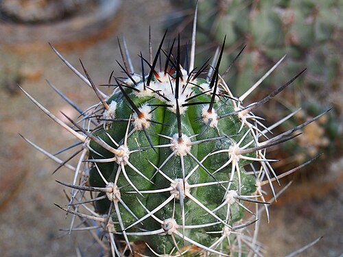 Copiapoa coquimbana: Copiapoa coquimbana cultivated in Wrocław University Botanical Garden, Wrocław, Poland.